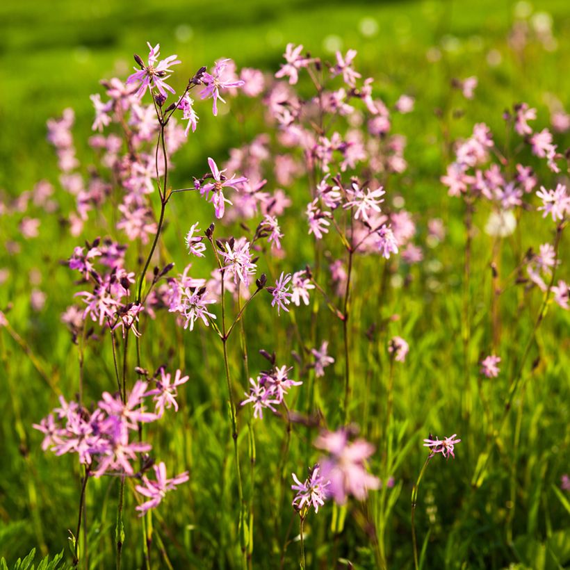 Lychnis flos-cuculi - Oeillet des près (Plant habit)