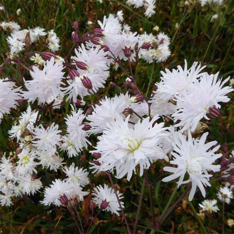 Lychnis flos-cuculi Petit Henri - Oeillet des prés blanc (Flowering)