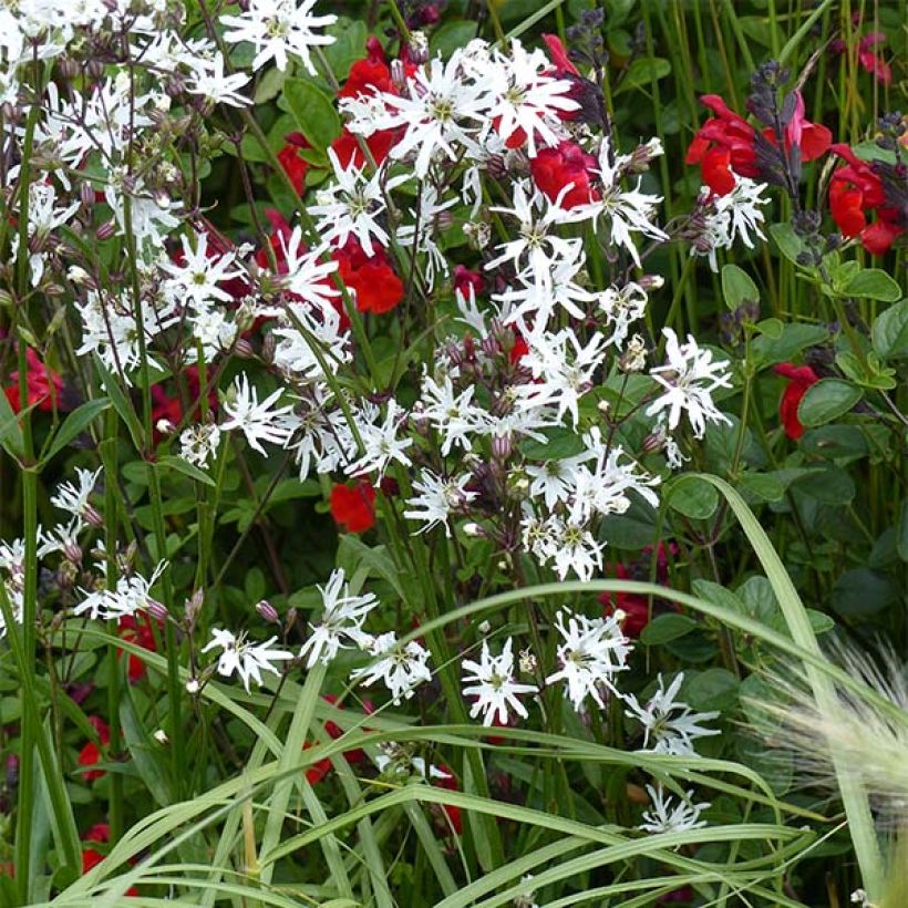 Lychnis flos-cuculi White Robin - Oeillet des prés blanc (Plant habit)