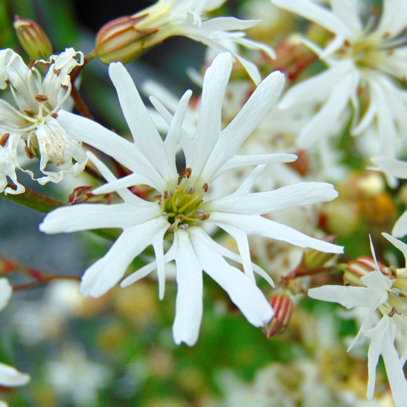 Lychnis flos-cuculi White Robin - Oeillet des prés blanc (Flowering)