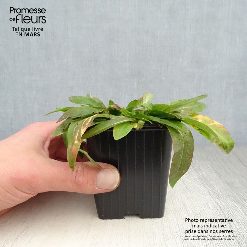 Example of Lychnis flos-cuculi White Robin - Oeillet des prés blanc Godet de 7/8 cm as you get in printemps