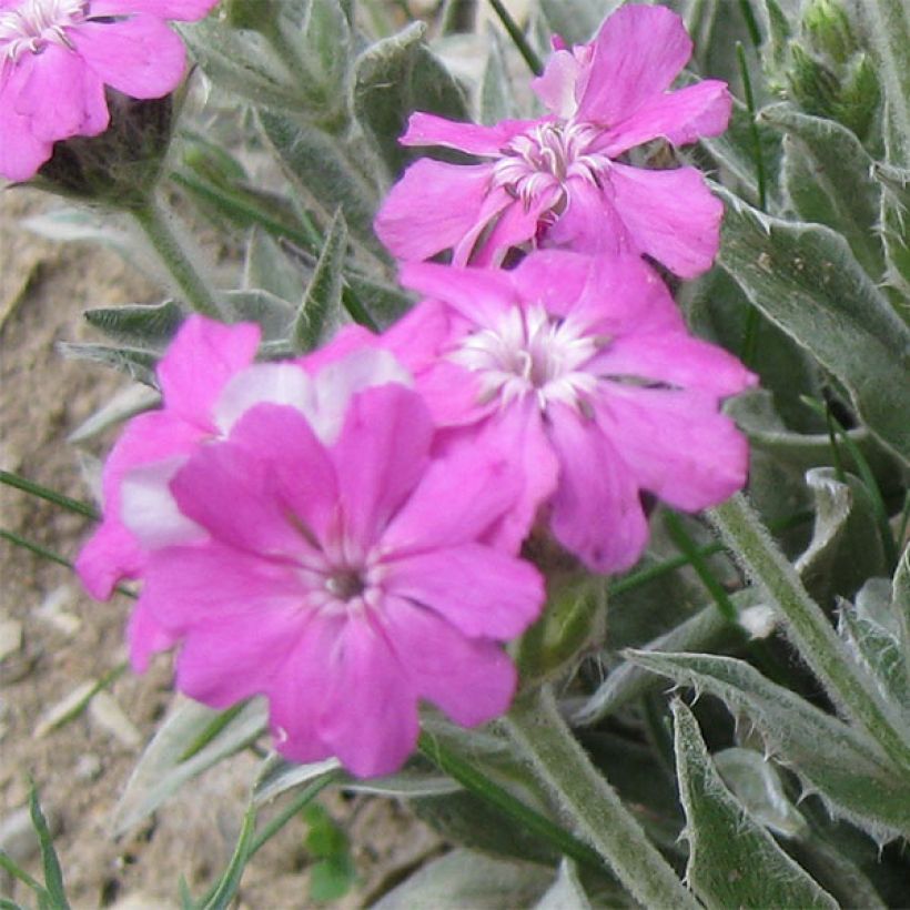 Lychnis flos-jovis - Fleur de Jupiter (Flowering)