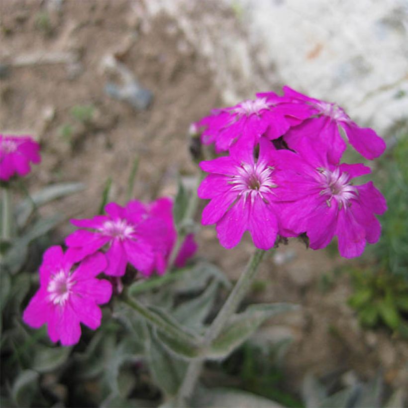 Lychnis flos-jovis Peggy, Croix de Jérusalem (Flowering)