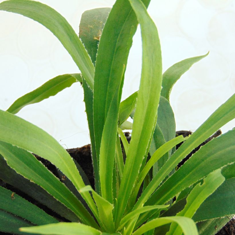 Lychnis viscaria Splendens - Attrape-mouches (Foliage)