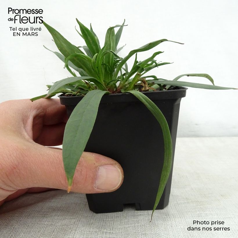 Example of Lychnis viscaria Splendens - Attrape-mouches Godet de 8/9 cm as you get in printemps