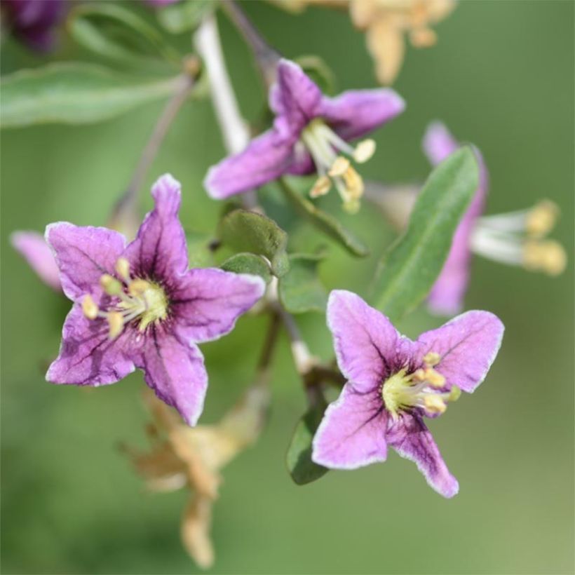 Goji - Lycium barbarum (Flowering)