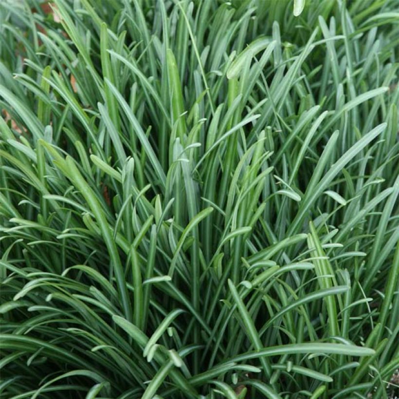 Lycoris radiata - Lis araignée rouge (Foliage)