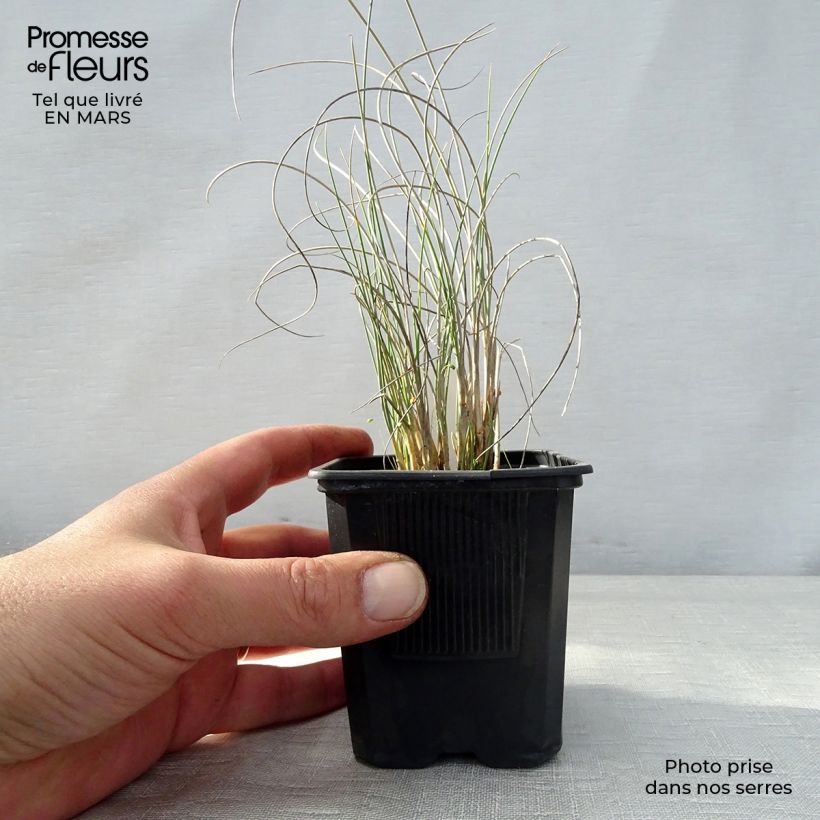 Example of Lygeum spartum Godet de 8/9 cm as you get in printemps