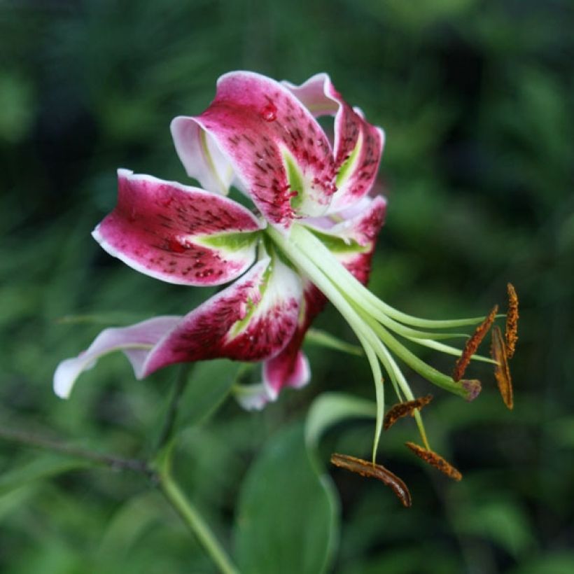 Lis hybride oriental - Lilium x speciosum Black Beauty - (Flowering)