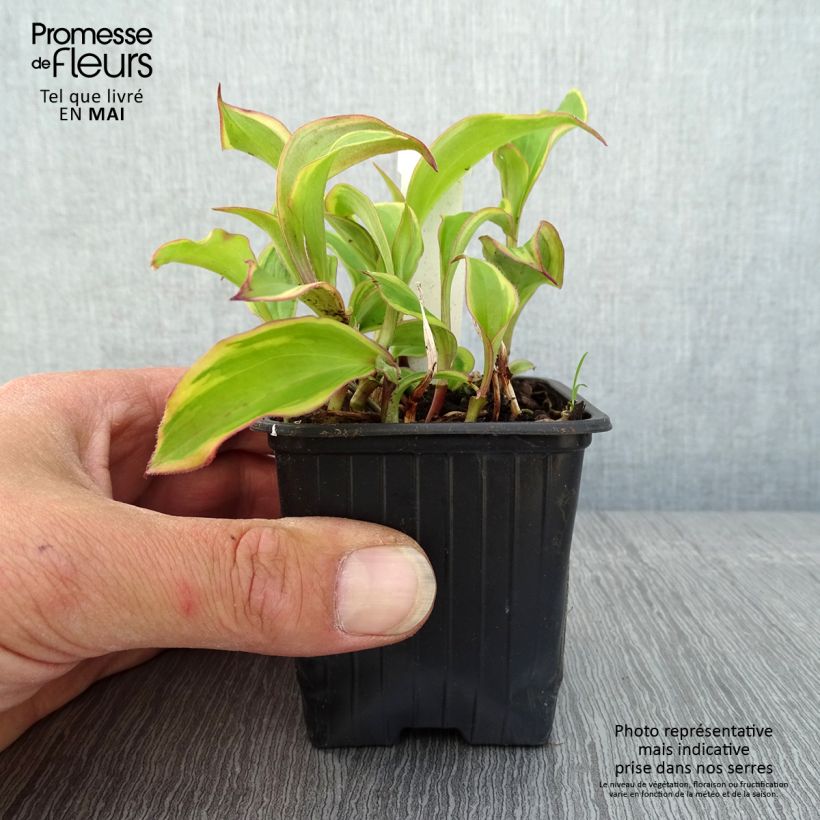 Example of Lys orchidée - Tricyrtis formosana Autumn Glow Godet de 8/9 cm as you get in printemps