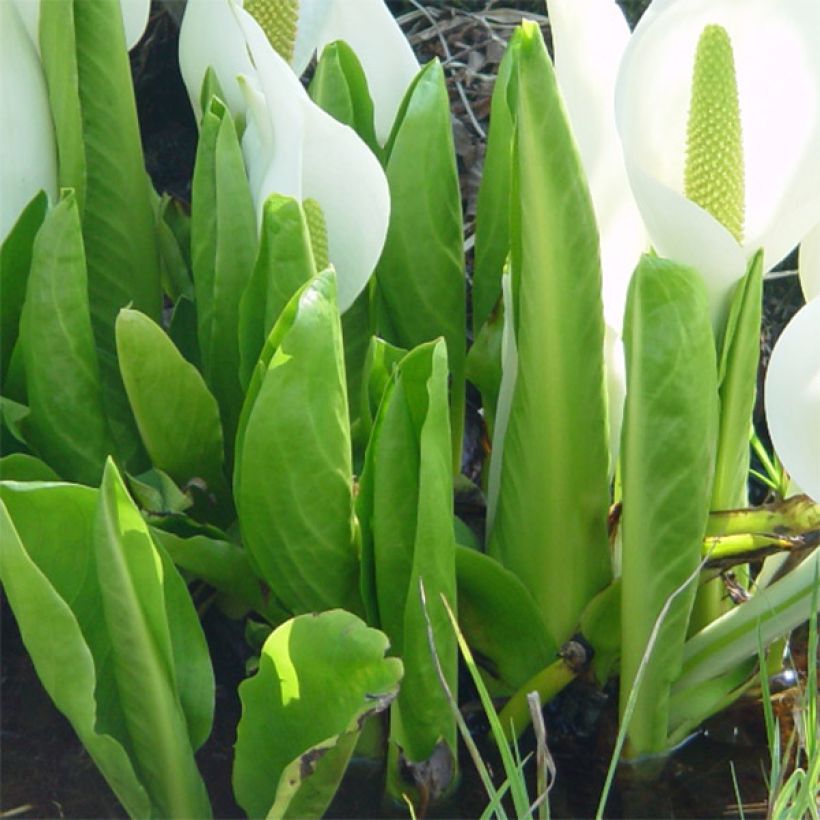 Lysichiton camtschatcensis - Arum bananier blanc (Foliage)