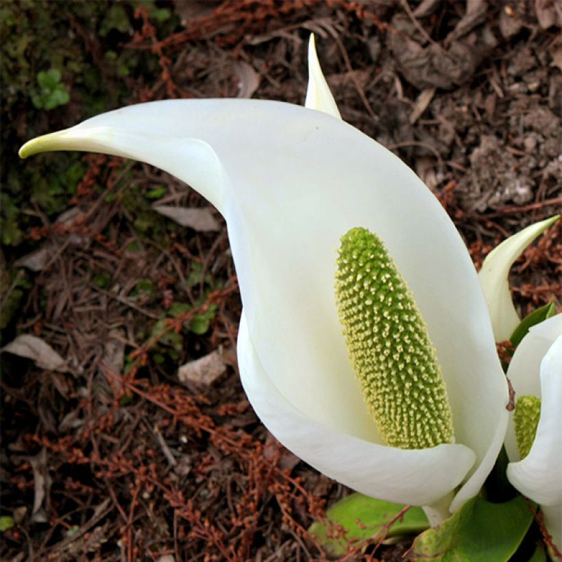 Lysichiton camtschatcensis - Arum bananier blanc (Flowering)