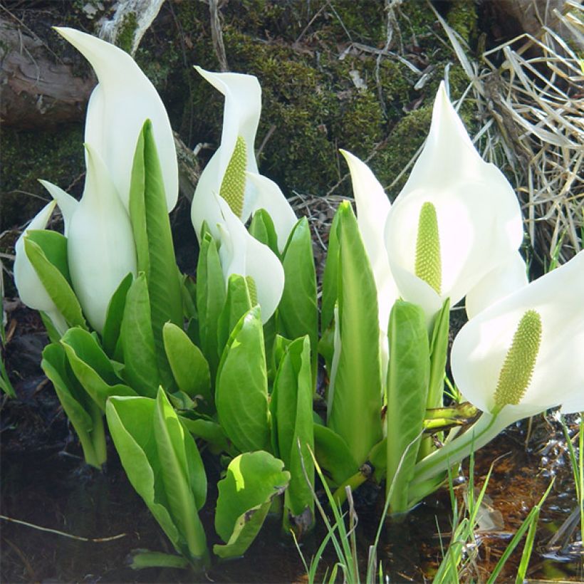 Lysichiton camtschatcensis - Arum bananier blanc (Plant habit)