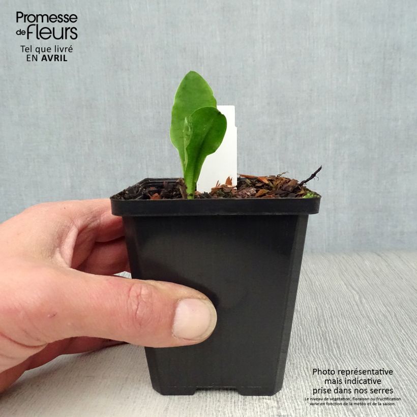 Example of Lysichiton camtschatcensis - Arum bananier blanc Godet de 8/9 cm as you get in printemps