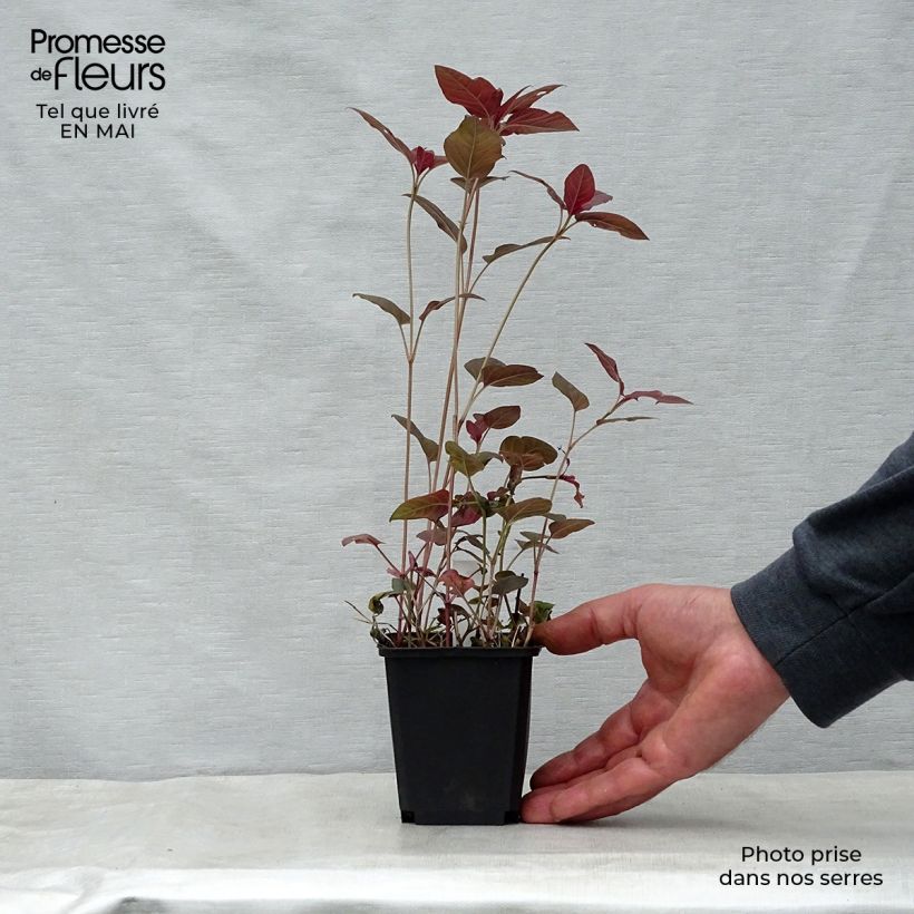 Example of Lysimachia ciliata Fire Cracker Godet de 8/9 cm as you get in printemps