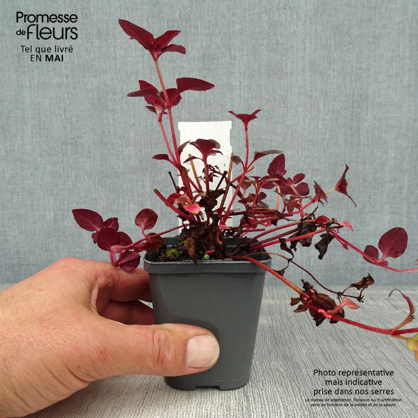 Example of Lysimachia congestiflora - Lysimache  Godet de 8/9 cm as you get in printemps