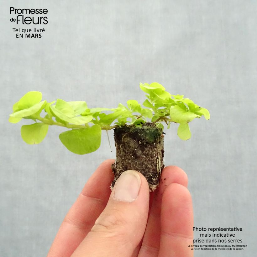 Example of Lysimachia nummularia Goldilocks - Herbe aux écus Mini-motte Ø 3/4 cm, Livré en plant vert de 5 à 10 cm de hauteur as you get in printemps