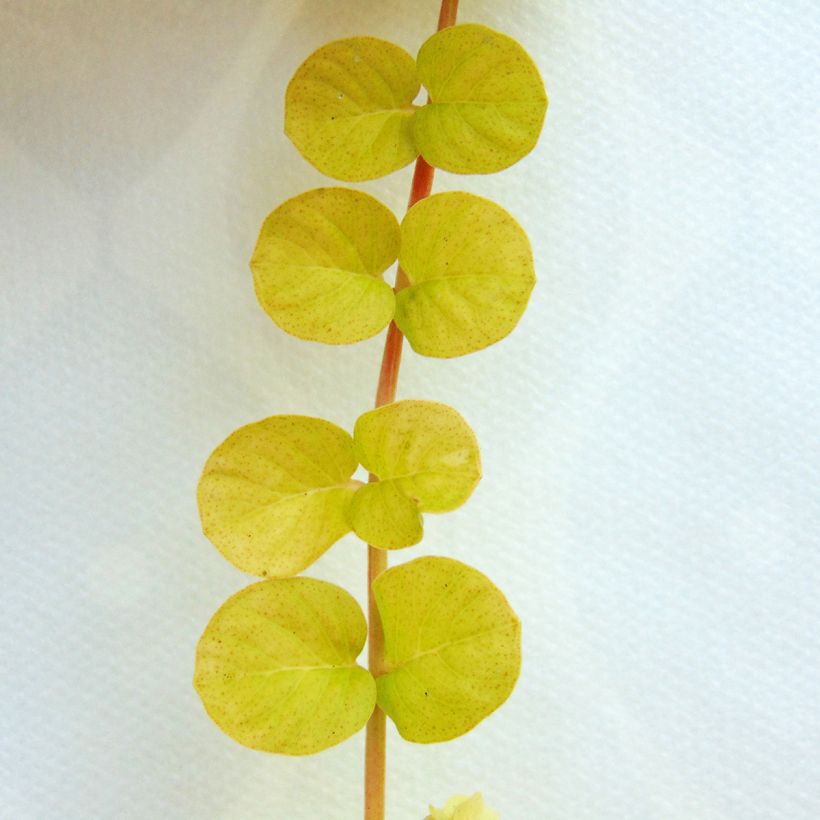 Lysimachia nummularia aurea (Foliage)