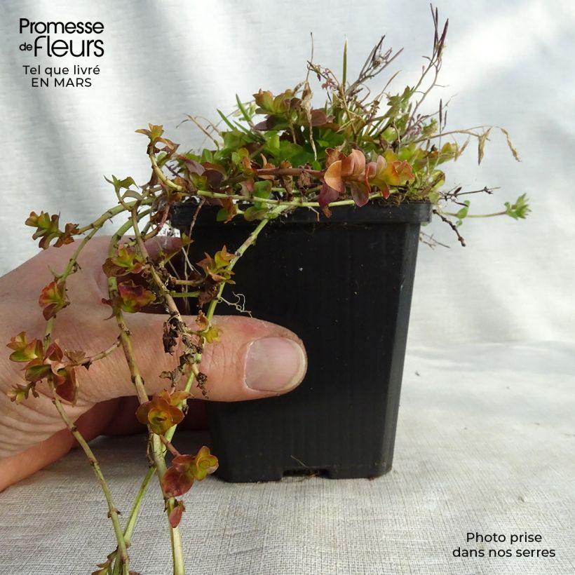 Example of Lysimachia nummularia aurea Godet de 8/9 cm as you get in printemps