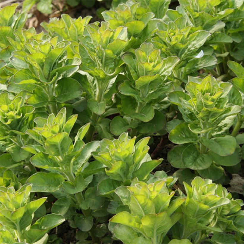 Lysimachia punctata - Lysimaque ponctuée (Foliage)