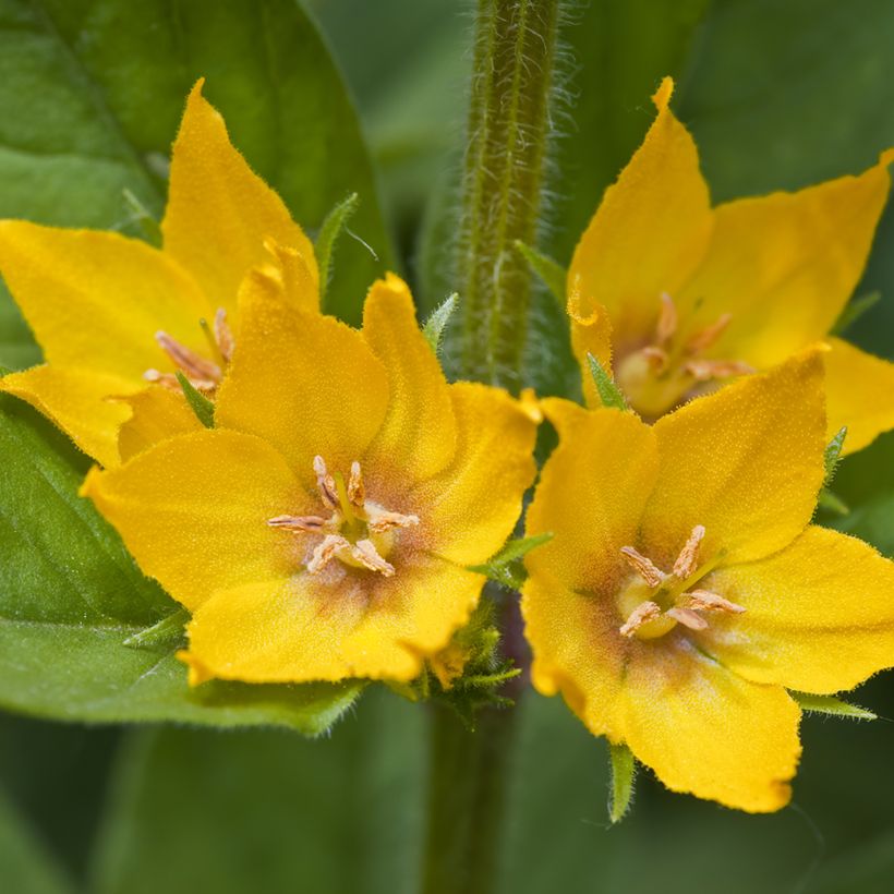 Lysimachia punctata - Lysimaque ponctuée (Flowering)