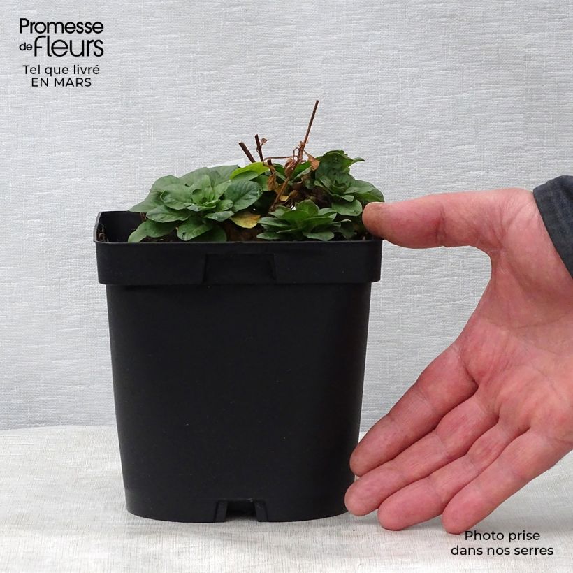 Example of Lysimachia punctata - Lysimaque ponctuée Pot de 2L/3L as you get in printemps