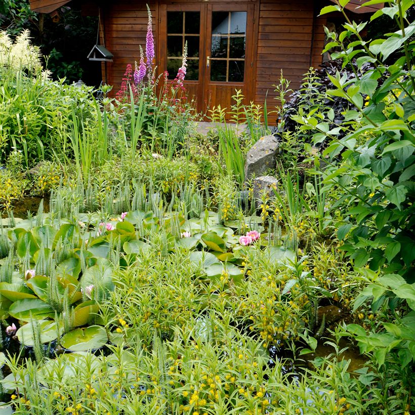 Lysimachia thyrsiflora - Lysimaque à fleurs en thyrse (Plant habit)