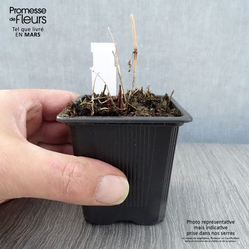 Spécimen de Lysimachia vulgaris - Lysimaque commune  Godet de 8/9 cm tel que livré au printemps