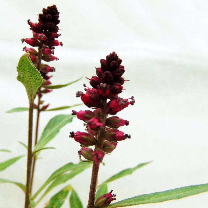 Lysimaque pourpre - Lysimachia atropurpurea Beaujolais (Flowering)