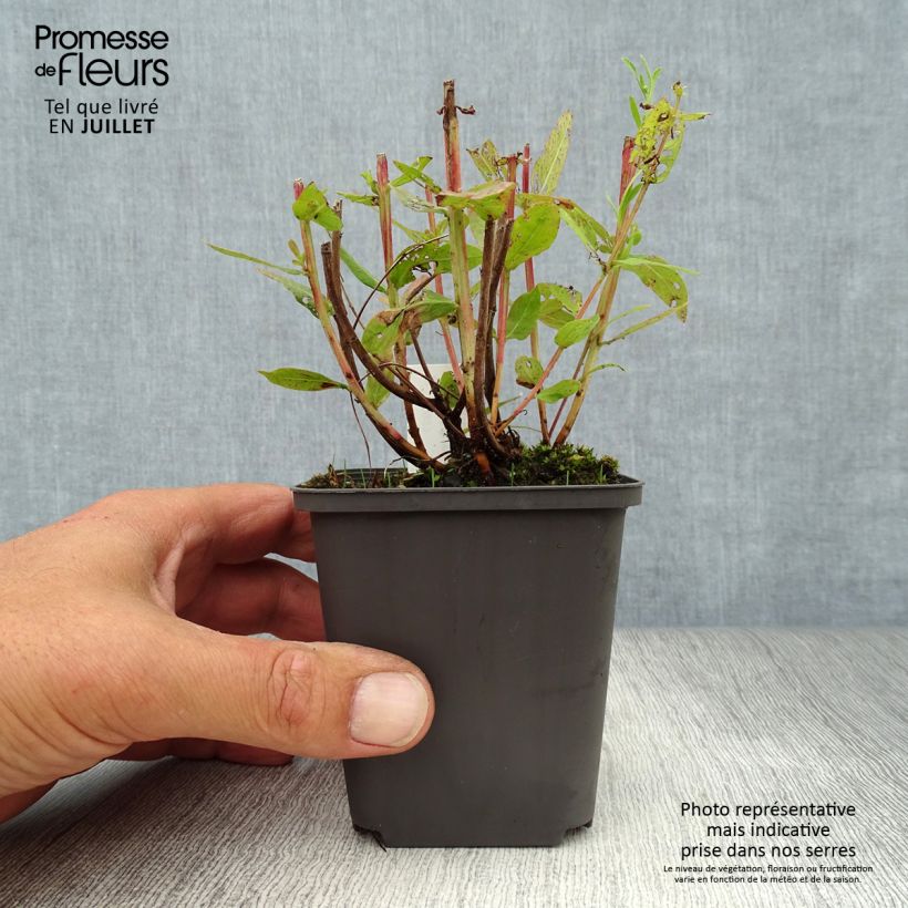 Spécimen de Lythrum salicaria Blush - Salicaire commune Godet de 8/9 cm tel que livré en été