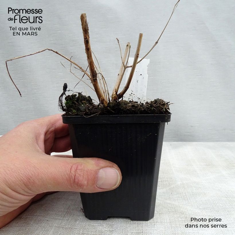 Example of Lythrum salicaria Blush - Salicaire commune Godet de 8/9 cm as you get in printemps