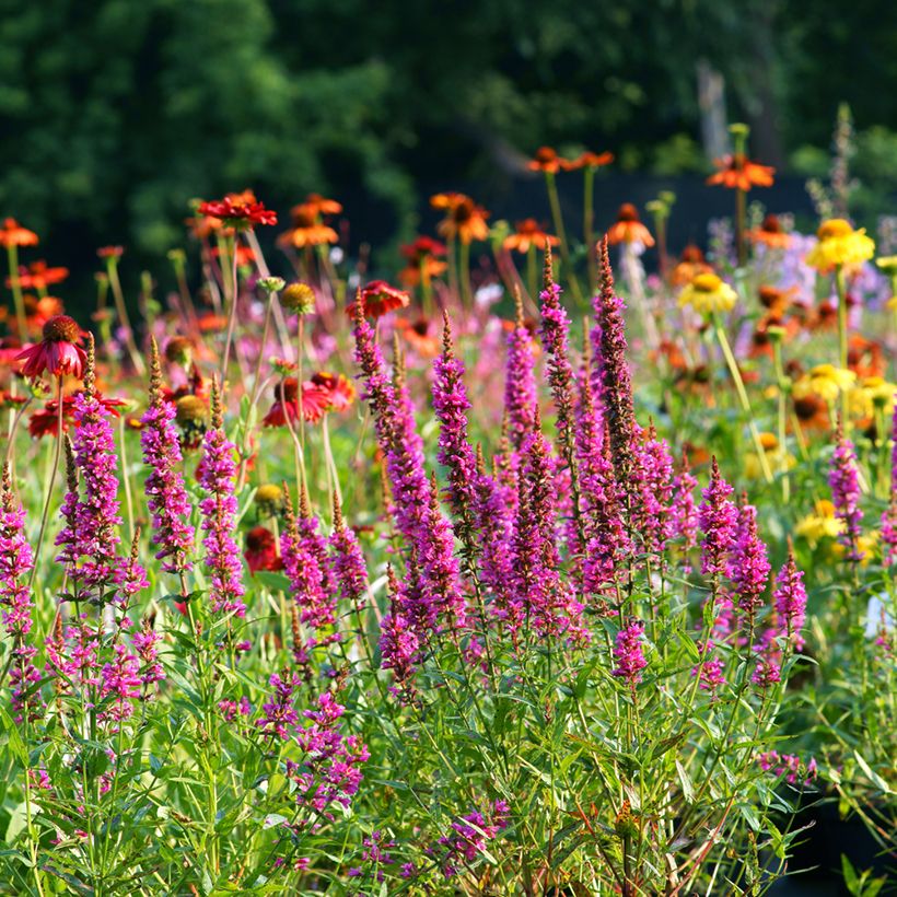 Lythrum salicaria Robert - Salicaire commune (Plant habit)