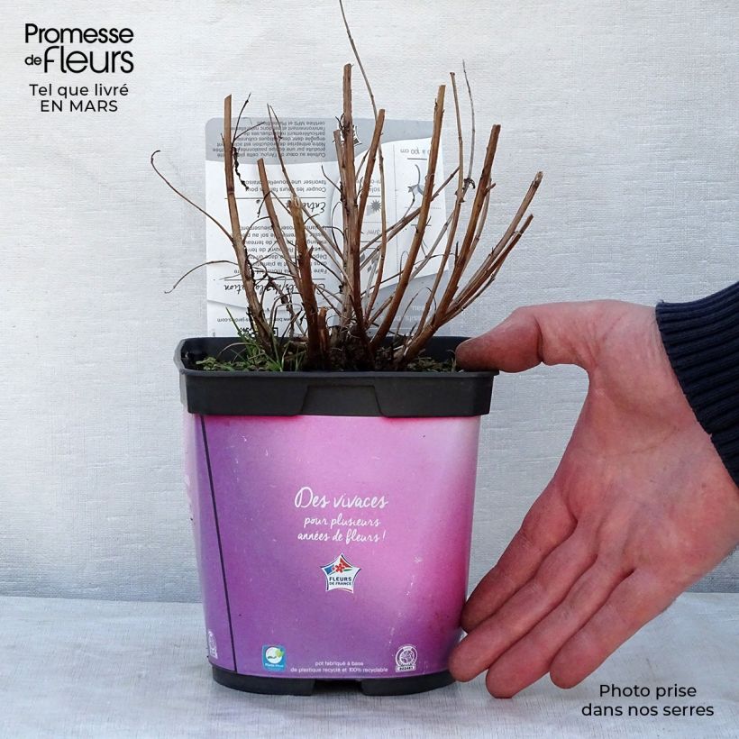 Example of Lythrum salicaria Robert - Salicaire commune Pot de 2L/3L as you get in printemps