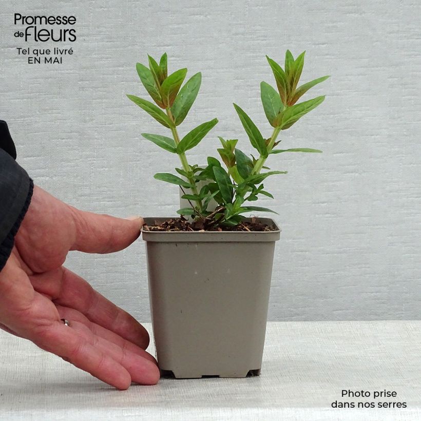 Example of Lythrum salicaria Robert - Salicaire commune Godet de 8/9 cm as you get in printemps