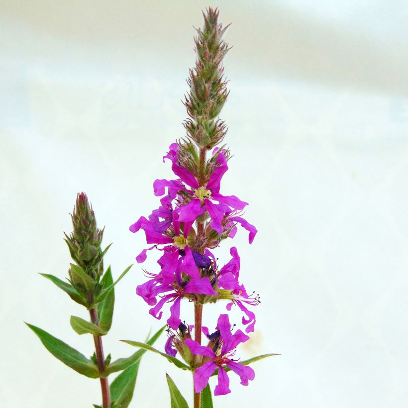 Lythrum salicaria - Salicaire (Flowering)