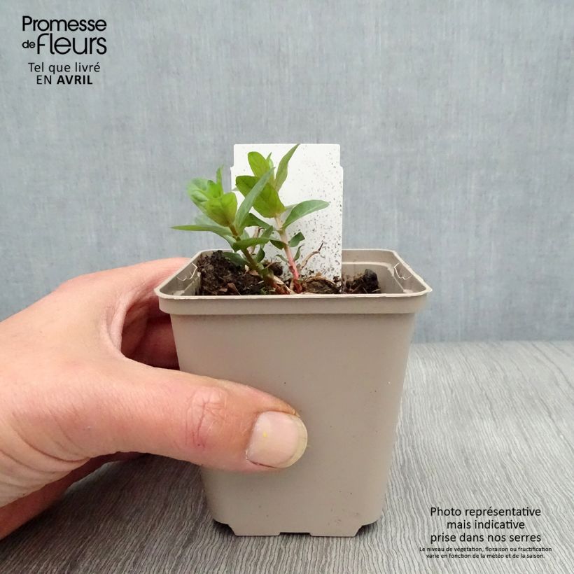 Example of Lythrum salicaria - Salicaire Godet de 8/9 cm as you get in printemps