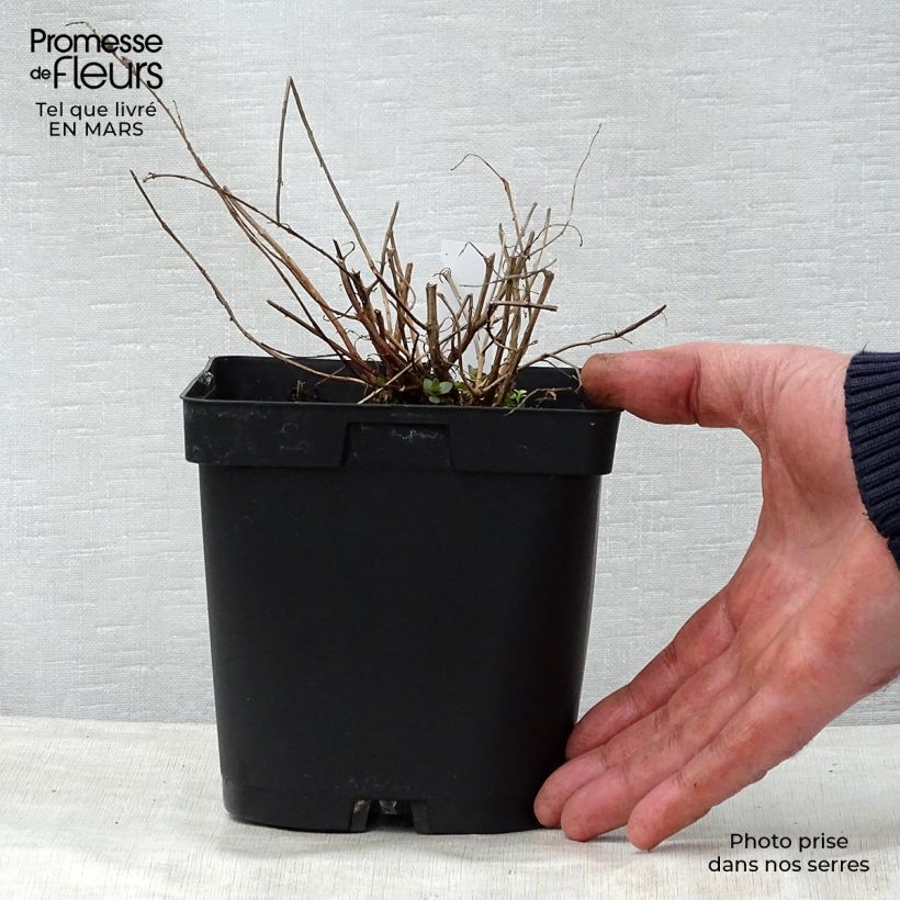 Example of Lythrum salicaria - Salicaire Pot de 2L/3L as you get in printemps