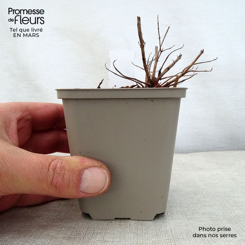 Example of Lythrum salicaria Swirl - Salicaire commune Swirl Godet de 8/9 cm as you get in printemps