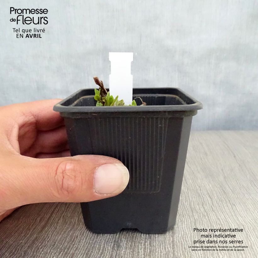 Example of Lythrum salicaria The Beacon - Salicaire commune The Beacon  Godet de 8/9 cm as you get in printemps