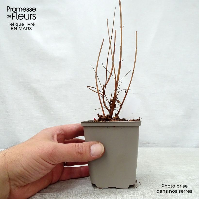 Example of Lythrum virgatum Dropmore Purple Godet de 8/9 cm as you get in printemps