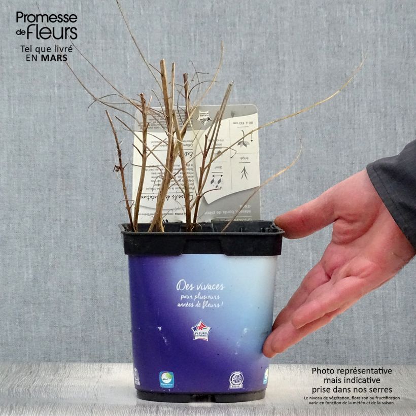 Example of Lythrum virgatum Dropmore Purple Pot de 2L/3L as you get in printemps