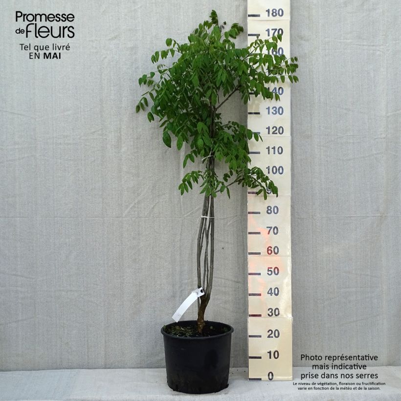 Example of Maackia amurensis Pot de 18L/20L as you get in printemps
