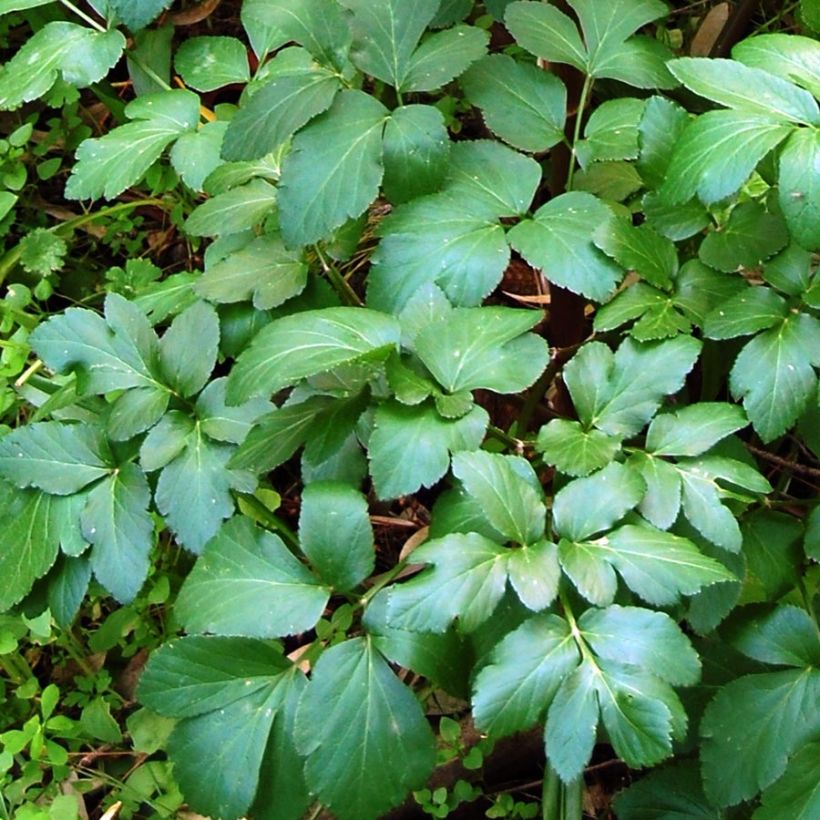 Maceron - Smyrnium olusatrum (Foliage)