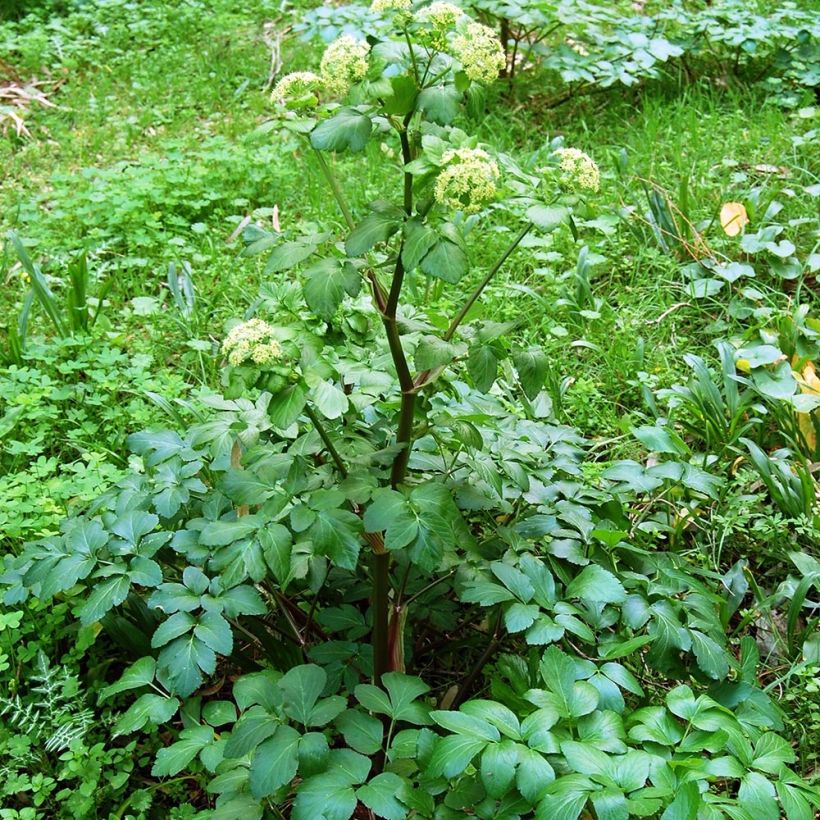 Maceron - Smyrnium olusatrum (Plant habit)