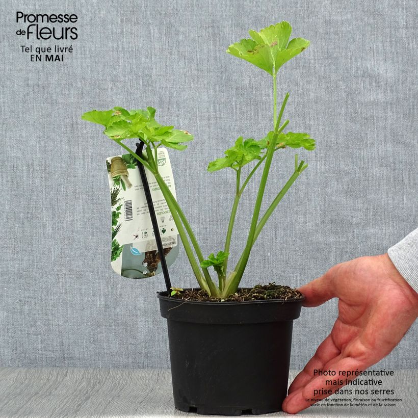 Example of Maceron - Smyrnium olusatrum Pot de 1,5L/2L as you get in printemps
