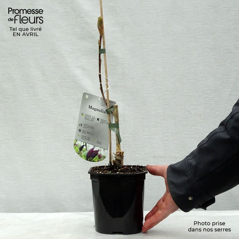 Example of Magnolia Black Beauty Pot de 2L/3L as you get in printemps