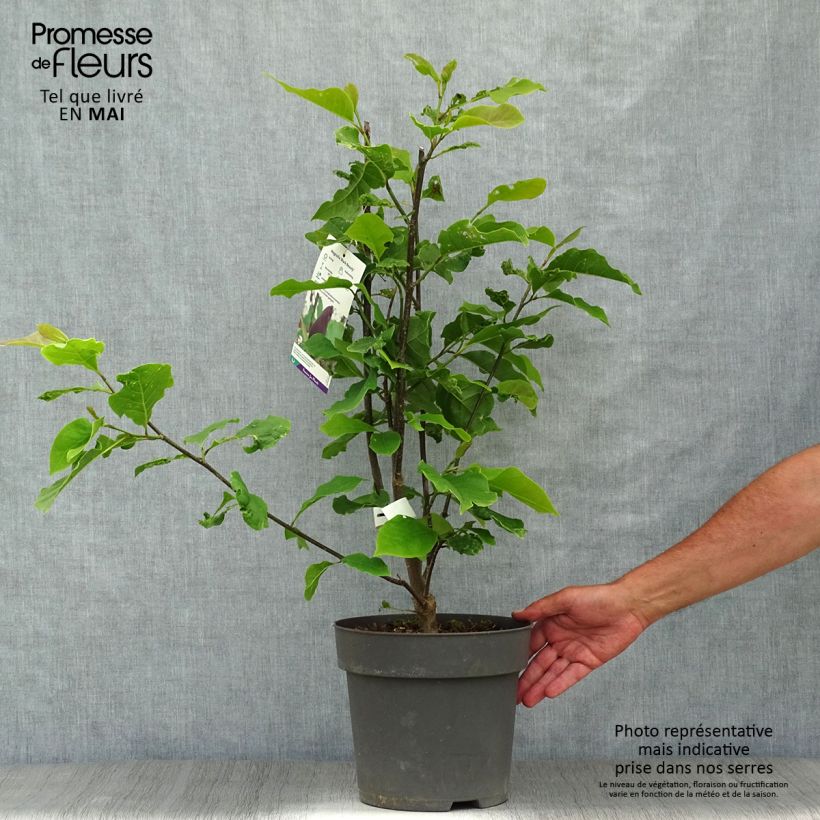 Example of Magnolia Black Beauty Pot de 6L/7L as you get in printemps