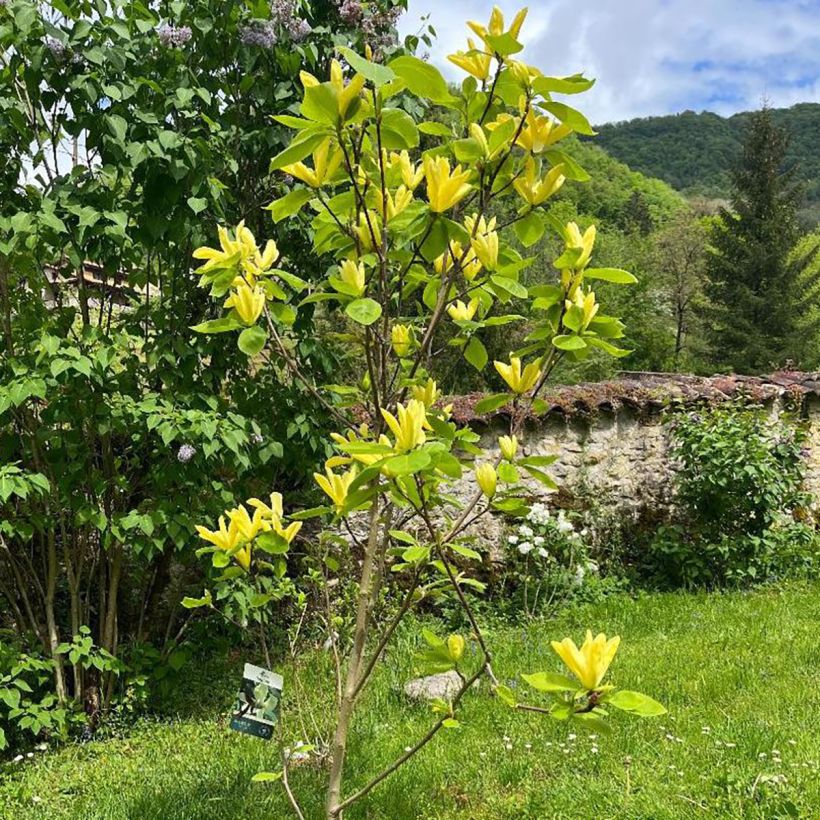 Magnolia Daphne (Port)