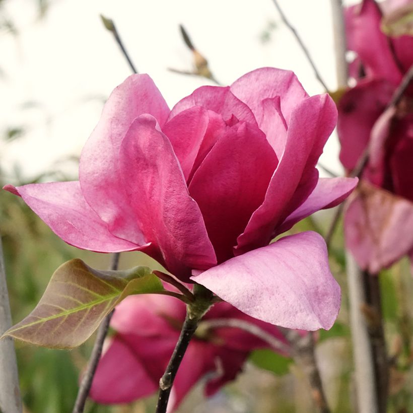 Magnolia Emperor (Floraison)