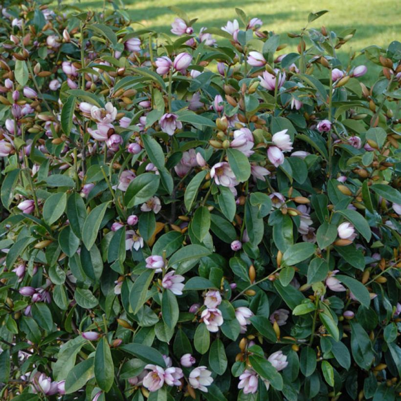 Magnolia Fairy Blush - Michelia hybride (Plant habit)